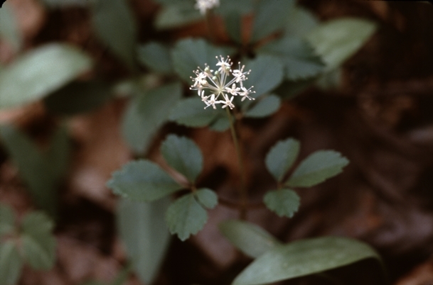 {Panax trifolius}